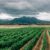 Looking at the South African agricultural sector’s economy